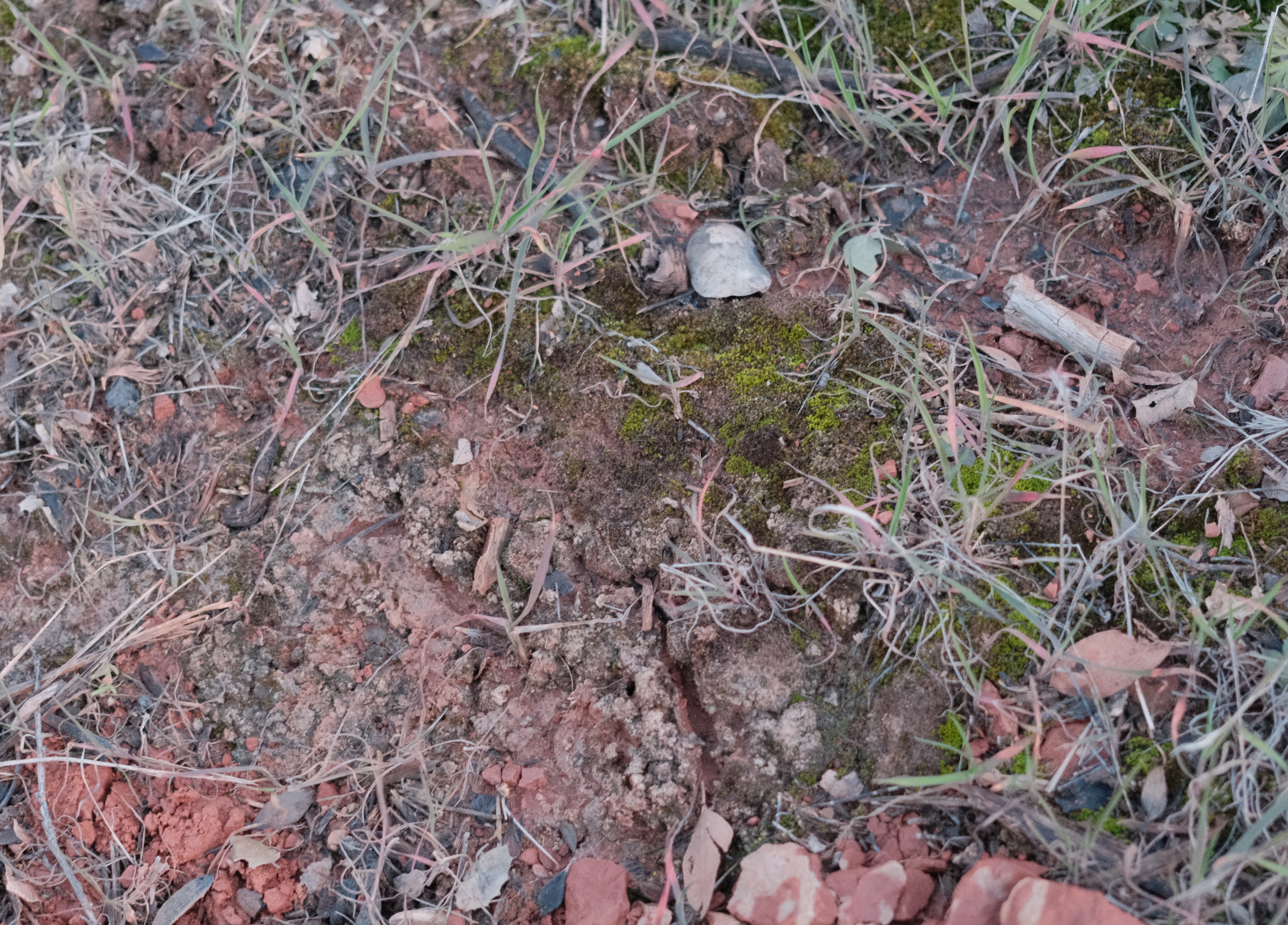 A close up of some crusty goodness.